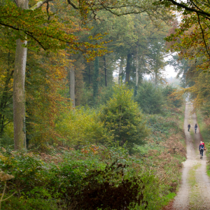 Les circuits en forêt de Crécy