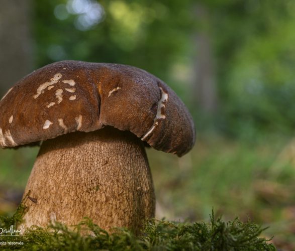 Boletus aestivalis (cèpe d’été)