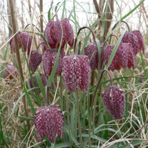 fritillaire pintade