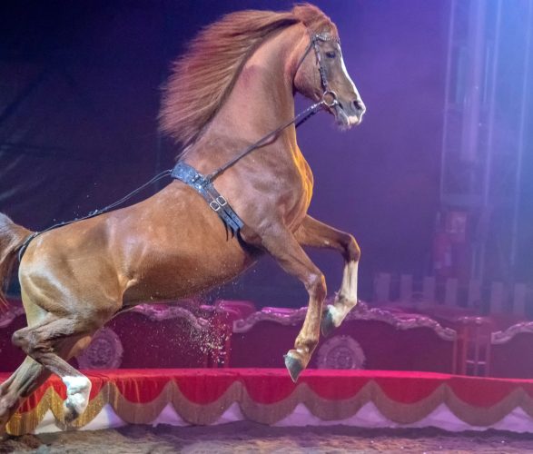 Cirque Sénéka