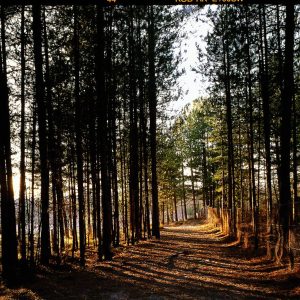 Forêt Domaniale de Crécy