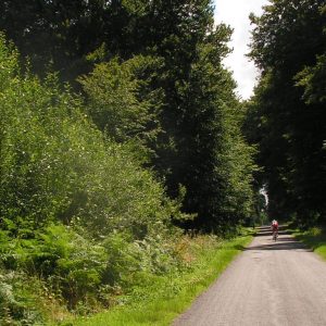 Les vieux chênes