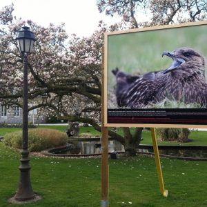 Festival de l’Oiseau et de la Nature