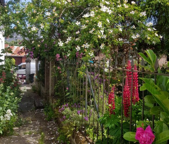 SAINT-VALERY-SUR-SOMME Les lilas