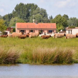 Le marais de Larronville