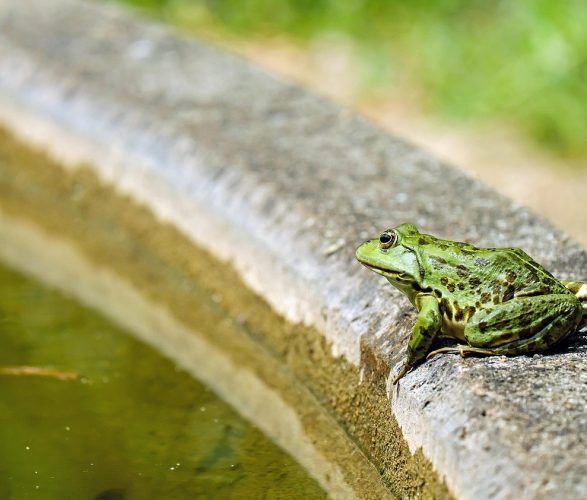 frog-1505377_1280